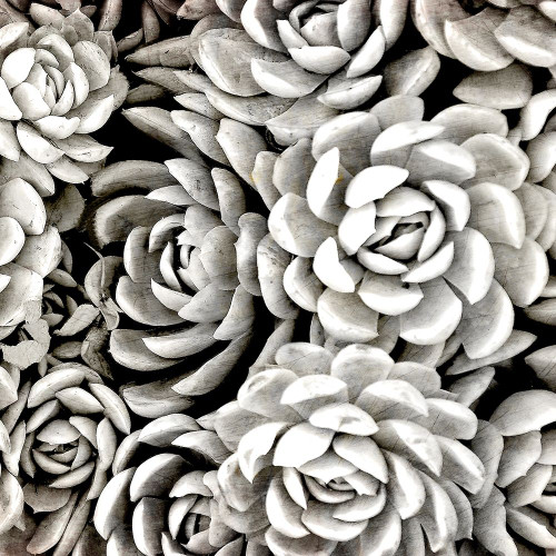 Succulent Blooms Poster Print by Allen Kimberly