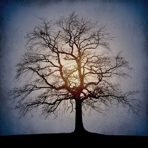 Sunset Tree Poster Print by Allen Kimberly