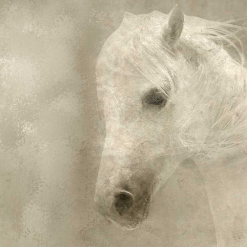 White Mane Poster Print by Kimberly Allen - Item # VARPDXKASQ448A