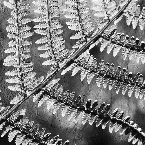 Silver Fern 3 Poster Print by Allen Kimberly - Item # VARPDXKASQ711C