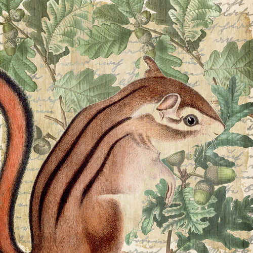 Chipmunk Square 1 Poster Print by Allen Kimberly - Item # VARPDXKASQ897A