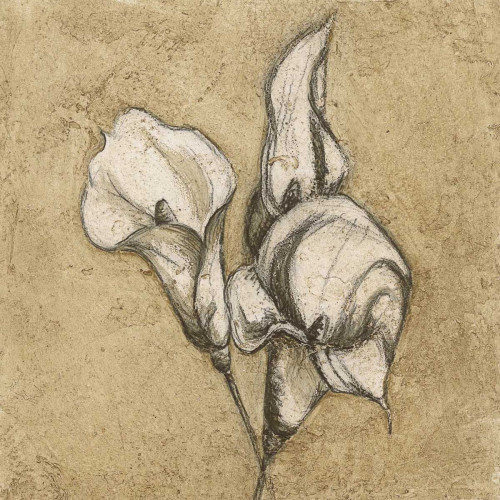 Calla Lily I Poster Print by Kristin Emery
