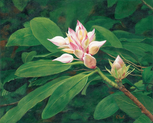 A Whisper of Pink Poster Print by Kate Sherrill - Item # VARPDXKS110