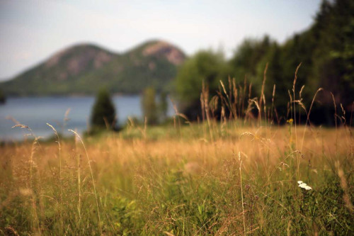 Grassy Field 1 Poster Print by Lisa Colberg - Item # VARPDXLCRC3616