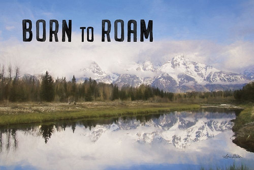 Born to Roam Poster Print by Lori Deiter - Item # VARPDXLD1770