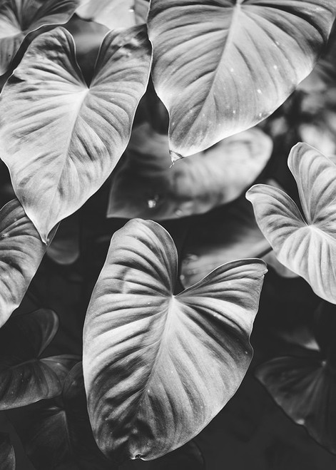 Leaves of Grey Poster Print by Design Fabrikken Design Fabrikken - Item # VARPDXMF9690640