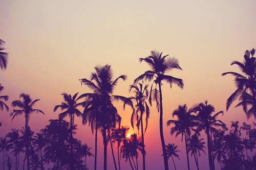 Palm Sky 1 Poster Print by Design Fabrikken Design Fabrikken - Item # VARPDXMF9690951