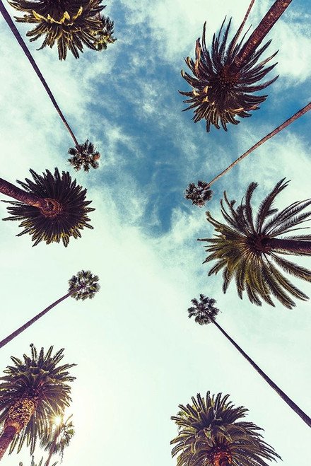 Palm Sky 2 Poster Print by Design Fabrikken Design Fabrikken - Item # VARPDXMF9690952