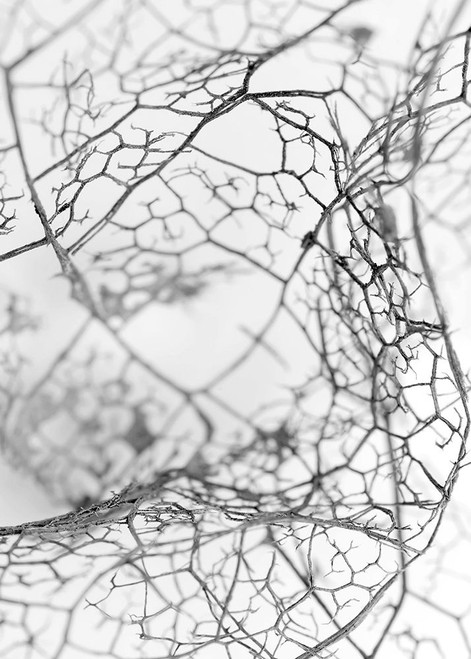 Leaf Skeleton BW Poster Print by Design Fabrikken Design Fabrikken - Item # VARPDXMF9690996