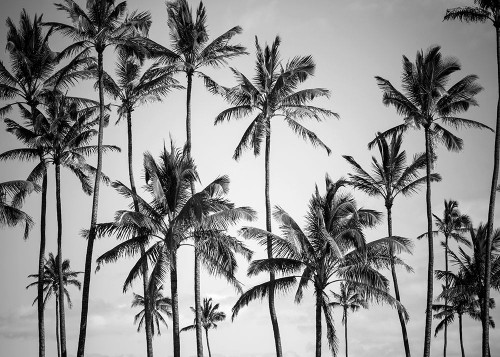 Palm Heaven Poster Print by Design Fabrikken Design Fabrikken - Item # VARPDXMF9691057
