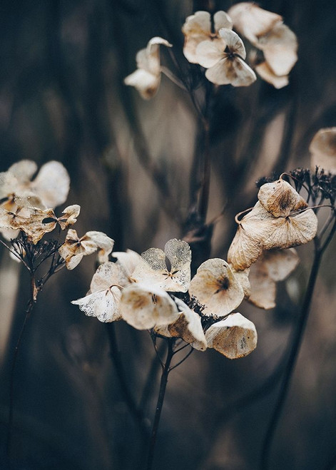 Secret 4 Poster Print by Design Fabrikken Design Fabrikken - Item # VARPDXMF9691140