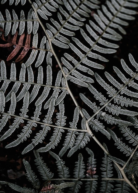 Secret 6 Poster Print by Design Fabrikken Design Fabrikken - Item # VARPDXMF9691142