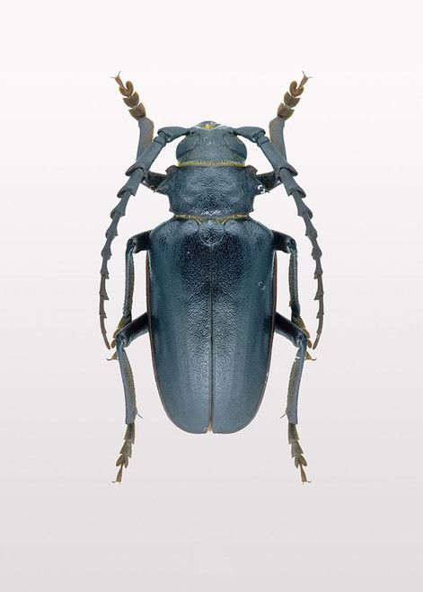 Beetle 3 Poster Print by Design Fabrikken Design Fabrikken - Item # VARPDXMF9691177