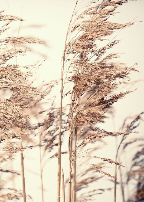 Reed 1 Poster Print by Design Fabrikken Design Fabrikken - Item # VARPDXMF9691446