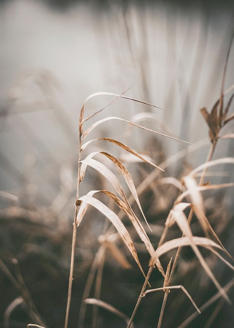 Reed 2 Poster Print by Design Fabrikken Design Fabrikken - Item # VARPDXMF9691447