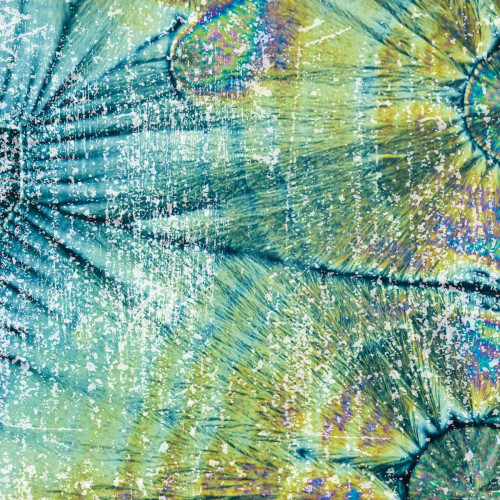 Distressed Coconuts Poster Print by Melody Hogan - Item # VARPDXMHSQ162B