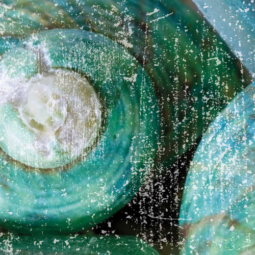 Tropical Shells Poster Print by Melody Hogan - Item # VARPDXMHSQ162C