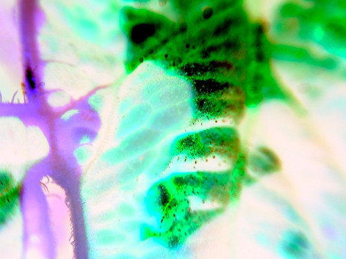 Biologic III Poster Print by Grayscale Grayscale - Item # VARPDXMJMABS00009