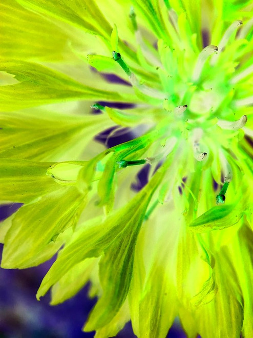 Natural Glow II Poster Print by Grayscale Grayscale - Item # VARPDXMJMABS00020