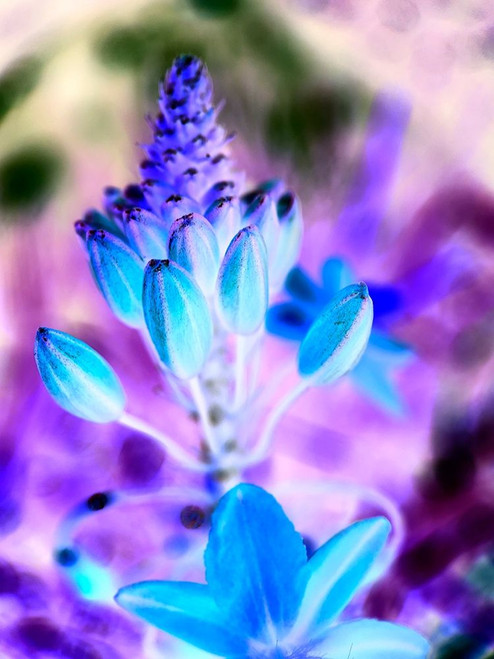 Infra Flower I Poster Print by Grayscale Grayscale - Item # VARPDXMJMABS00038