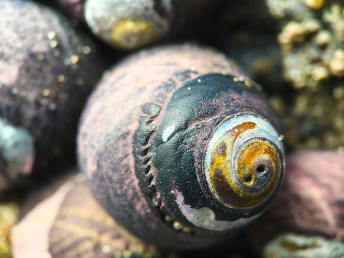 Shell Spiral I Poster Print by Grayscale Grayscale - Item # VARPDXMJMCOA00005