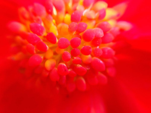 Flower Cluster I Poster Print by Grayscale Grayscale - Item # VARPDXMJMFLO00002