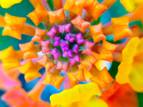 Kaleidoscope IV Poster Print by Grayscale Grayscale - Item # VARPDXMJMFLO00028