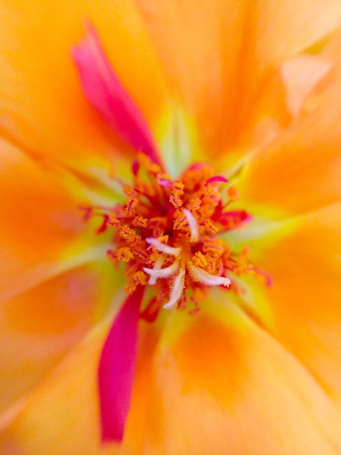 Orange Wildflower III Poster Print by Grayscale Grayscale - Item # VARPDXMJMFLO00050