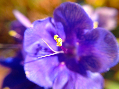 Purple Bloom I Poster Print by Grayscale Grayscale - Item # VARPDXMJMFLO00076