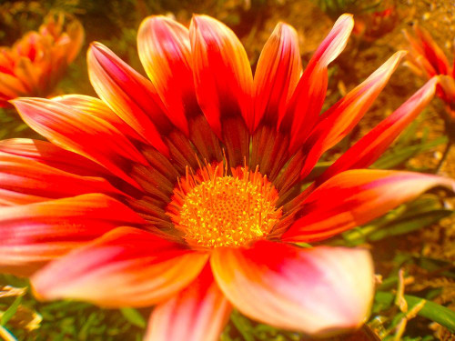Candy Striped Bloom I Poster Print by Grayscale Grayscale - Item # VARPDXMJMFLO00088