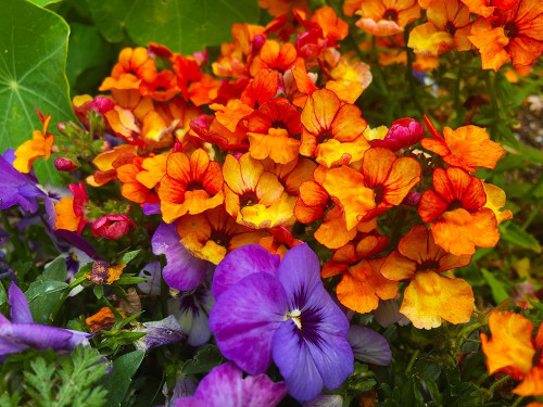 Orange and Purple Blooms I Poster Print by Grayscale Grayscale - Item # VARPDXMJMFLO00103