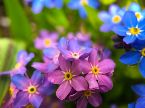 Blue and Purple Blooms I Poster Print by Grayscale Grayscale - Item # VARPDXMJMFLO00105