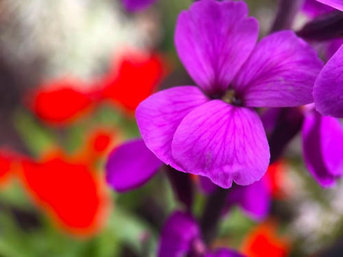 Red and Purple Blooms I Poster Print by Grayscale Grayscale - Item # VARPDXMJMFLO00107