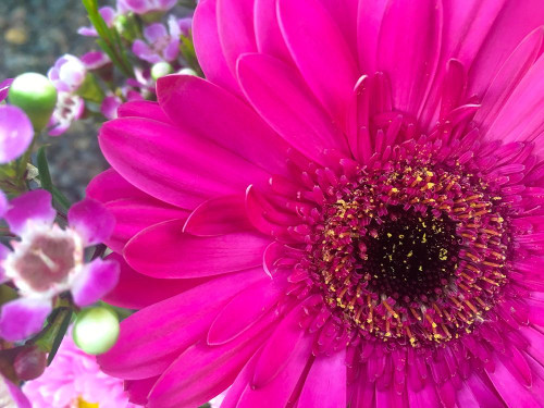 Flower Center II Poster Print by Grayscale Grayscale - Item # VARPDXMJMFLO00123