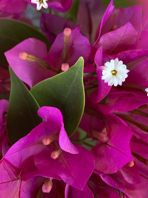 Bougainvillea II Poster Print by Grayscale Grayscale - Item # VARPDXMJMFLO00146