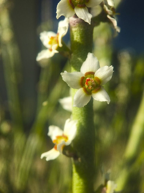 Pencil Buds II Poster Print by Grayscale Grayscale - Item # VARPDXMJMFLO00148