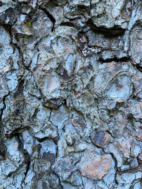 Bark Scales II Poster Print by Grayscale Grayscale - Item # VARPDXMJMMAC00036