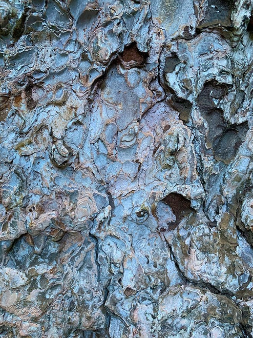 Bark Scales III Poster Print by Grayscale Grayscale - Item # VARPDXMJMMAC00037