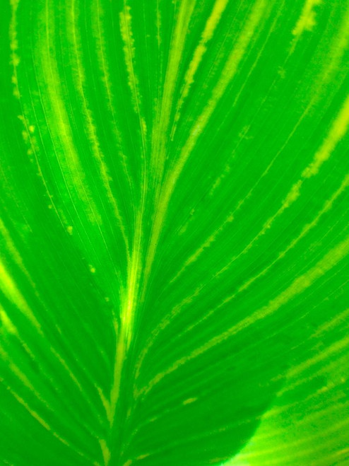 Green Leaf III Poster Print by Grayscale Grayscale - Item # VARPDXMJMNAT00006