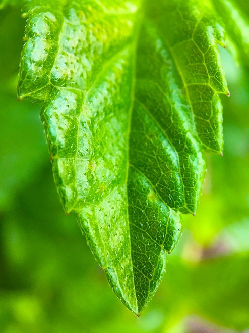 Green Leaf XI Poster Print by Grayscale Grayscale - Item # VARPDXMJMNAT00016