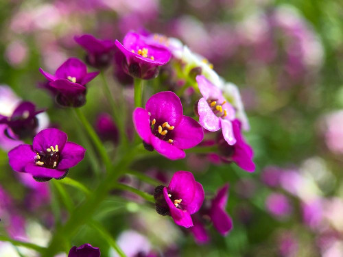 Alyssum II Poster Print by Grayscale Grayscale - Item # VARPDXMJMNAT00018