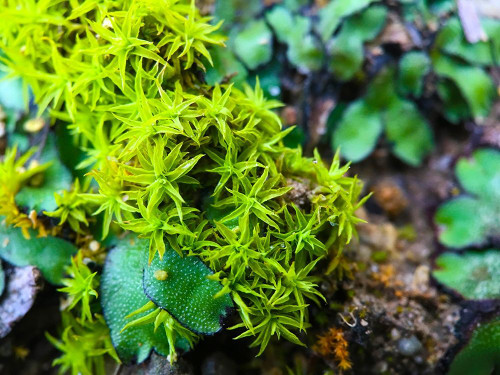 Lichen VI Poster Print by Grayscale Grayscale - Item # VARPDXMJMNAT00032