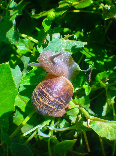 Snail Snack I Poster Print by Grayscale Grayscale - Item # VARPDXMJMNAT00036