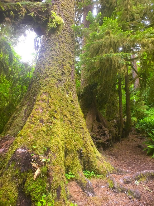 Rainforest II Poster Print by Grayscale Grayscale - Item # VARPDXMJMNAT00055