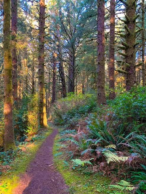 Forest Trail V Poster Print by Grayscale Grayscale - Item # VARPDXMJMNAT00066