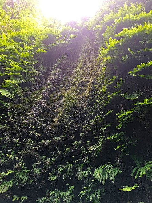 Fern Valley II Poster Print by Grayscale Grayscale - Item # VARPDXMJMNAT00071