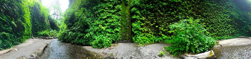 Fern Valley III Poster Print by Grayscale Grayscale - Item # VARPDXMJMNAT00072