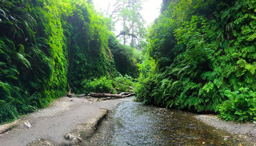 Fern Valley IV Poster Print by Grayscale Grayscale - Item # VARPDXMJMNAT00073