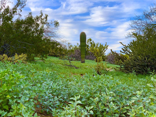 Desert Color II Poster Print by Grayscale Grayscale - Item # VARPDXMJMNAT00130