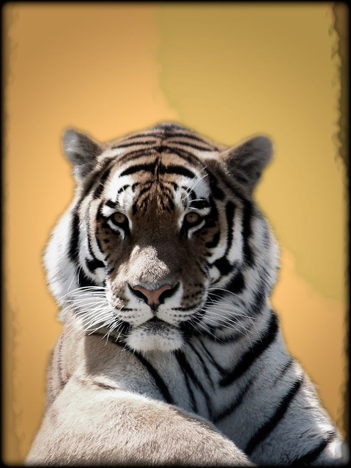 Tiger In Thought 2 Poster Print by Marcus Prime - Item # VARPDXMP5RC002